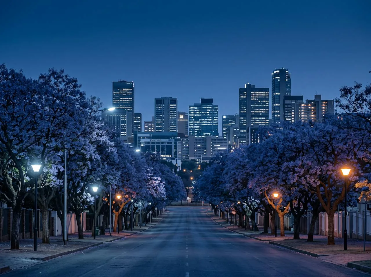 Jacaranda-lined street at dusk with a city skyline behind it
